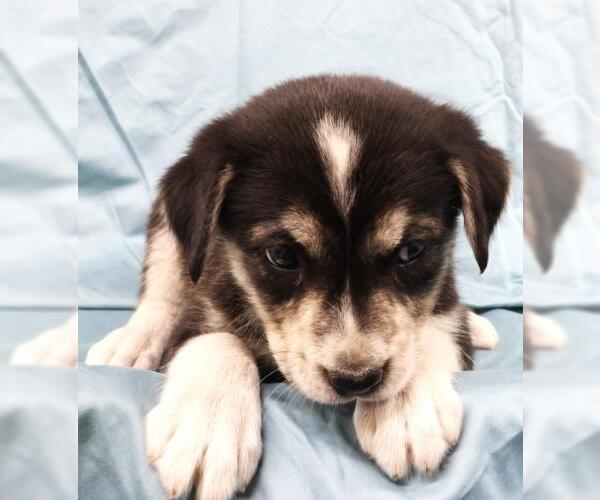 Medium Photo #1 Mutt Puppy For Sale in Thief River Falls, MN, USA