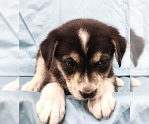 Mutt Dogs for adoption in Thief River Falls, MN, USA
