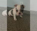 Small Photo #3 French Bulldog Puppy For Sale in BRIDGEPORT, CT, USA