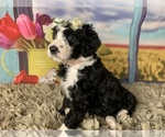Small Photo #1 Bernedoodle Puppy For Sale in CONCORD, NC, USA