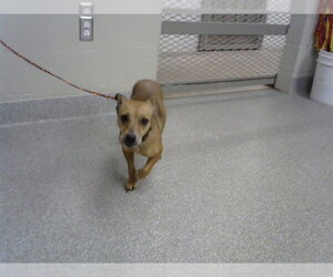 Chihuahua Dogs for adoption in Pasadena, TX, USA