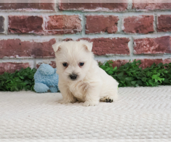 Medium Photo #2 West Highland White Terrier Puppy For Sale in SYRACUSE, IN, USA