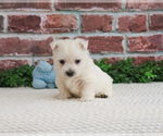 Small #1 West Highland White Terrier