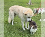 Small #2 Great Pyrenees