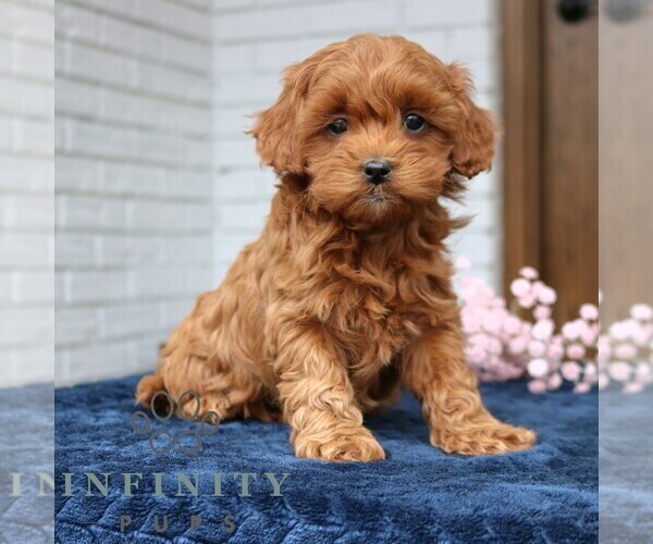 Medium Photo #1 Cavapoo (Miniature) Puppy For Sale in NARVON, PA, USA