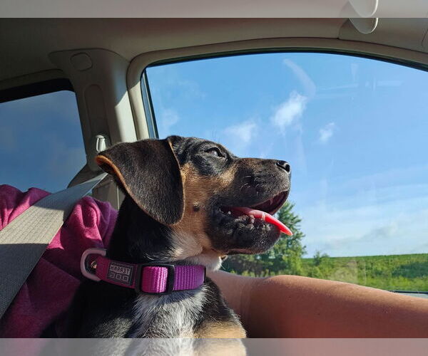 Medium Photo #10 Doberman Pinscher-Unknown Mix Puppy For Sale in Minneaoplis, MN, USA