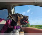 Small #9 Doberman Pinscher Mix