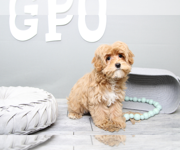 Medium Photo #2 Maltipoo Puppy For Sale in MARIETTA, GA, USA