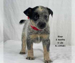 German Shepherd Dog-Unknown Mix Dogs for adoption in Saegertown , PA, USA