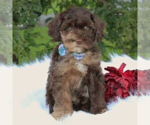 Schnoodle (Miniature) Puppy for sale in DUNDEE, NY, USA