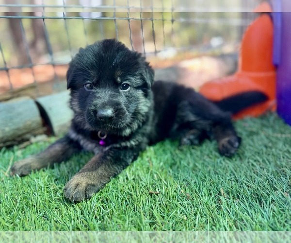 Medium Photo #9 German Shepherd Dog Puppy For Sale in MARIPOSA, CA, USA