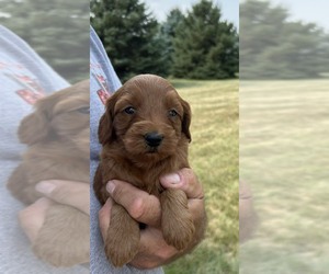 Goldendoodle (Miniature) Puppy for sale in HULL, IA, USA