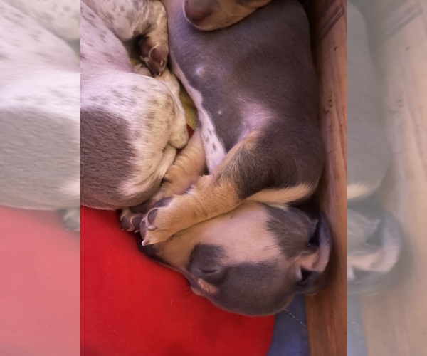 Medium Photo #30 Dachshund Puppy For Sale in LAKEBAY, WA, USA