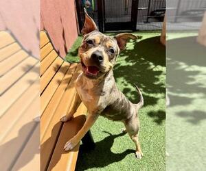 American Pit Bull Terrier Dogs for adoption in San Francisco, CA, USA