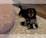 Image preview for Ad Listing. Nickname: Bobby AKC