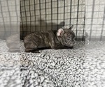 Small Photo #25 French Bulldog Puppy For Sale in WACO, TX, USA