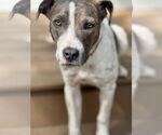 Small #11 Boxer Mix