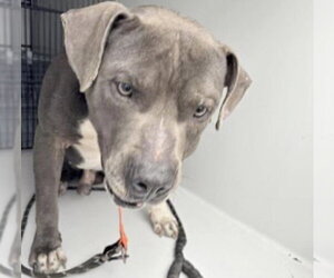 Mutt Dogs for adoption in Houston, TX, USA