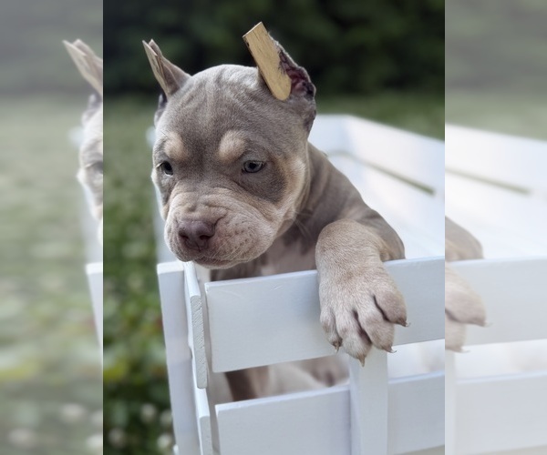 Medium Photo #6 American Bully Puppy For Sale in BROCKTON, MA, USA
