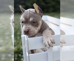 Small #5 American Bully