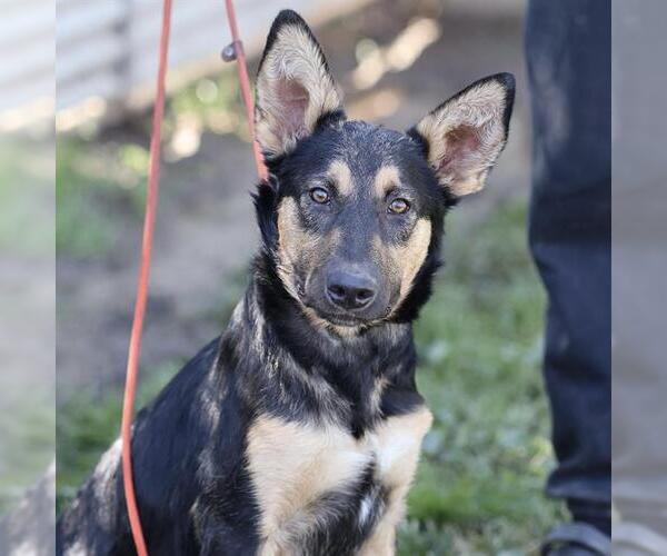 Medium Photo #1 German Shepherd Dog-Unknown Mix Puppy For Sale in Modesto, CA, USA