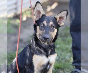 German Shepherd Dog-Unknown Mix Dogs for adoption in Modesto, CA, USA