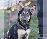 *ILLYA - Male German Shepherd Dog-Unknown Mix Dog for Adoption - Small photo