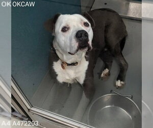 Mutt Dogs for adoption in Oklahoma City, OK, USA