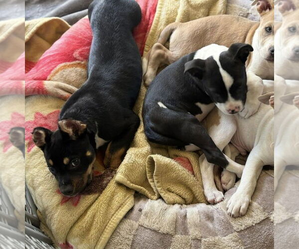 Medium Photo #2 American Pit Bull Terrier-Unknown Mix Puppy For Sale in Hayward, CA, USA