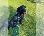 Small #8 Great Dane-Labrador Retriever Mix