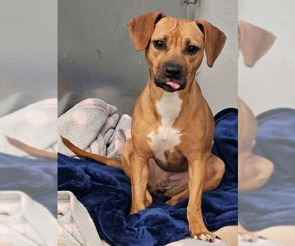 Medium Photo #6 Doxle Puppy For Sale in Rockaway, NJ, USA