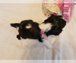 Small Photo #11 Cavalier King Charles Spaniel Puppy For Sale in MARCELLUS, MI, USA