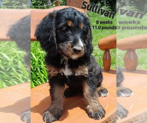 Labradoodle Puppy for sale in MILLVILLE, MN, USA