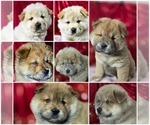Small Chow Chow