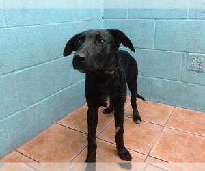 Labrador Retriever Dogs for adoption in Downey, CA, USA