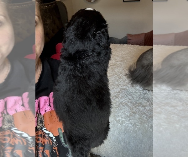 Medium Photo #39 Bernedoodle Puppy For Sale in BELMONT, NC, USA