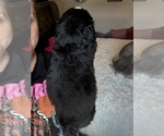 Small #38 Bernedoodle