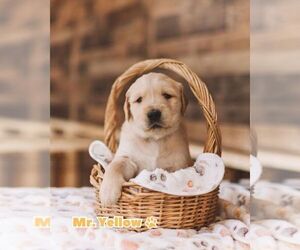 Medium Golden Retriever