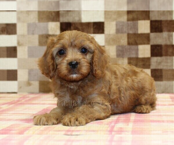 Medium Photo #2 Cavapoo (Miniature) Puppy For Sale in DENVER, PA, USA
