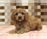 Small Photo #2 Cavapoo (Miniature) Puppy For Sale in DENVER, PA, USA
