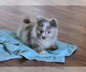 Chiranian Puppy for sale in OCALA, FL, USA