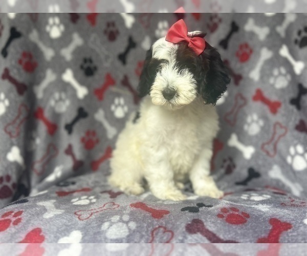 Medium Photo #6 Cock-A-Poo Puppy For Sale in LAKELAND, FL, USA