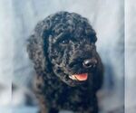 Puppy 7 Goldendoodle (Miniature)