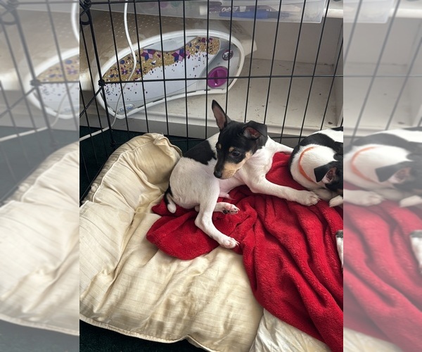 Medium Photo #7 Fox Terrier (Smooth)-Rat Terrier Mix Puppy For Sale in PLACERVILLE, CA, USA