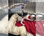 Small #6 Fox Terrier (Smooth)-Rat Terrier Mix