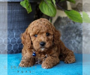 Cavapoo Puppy for sale in EAST EARL, PA, USA