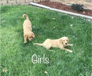 Golden Labrador Dogs for adoption in RICHMOND, MI, USA