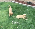 Small Golden Labrador