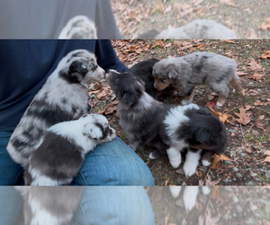 Australian Shepherd Puppy for Sale in BUMPASS, Virginia USA