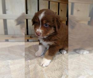 Australian Shepherd Puppy for sale in JEROMESVILLE, OH, USA